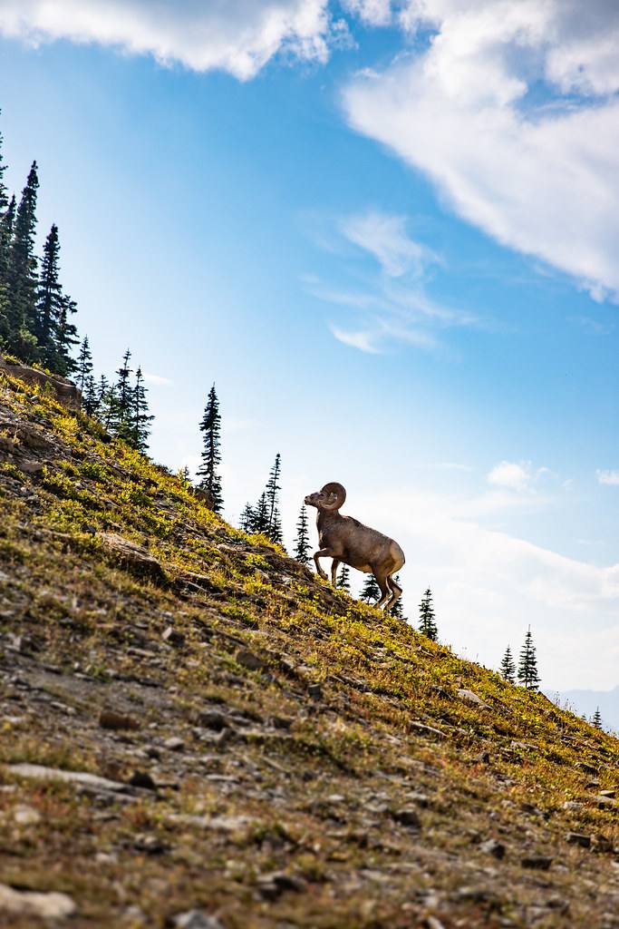 Aries Daily Horoscope Today