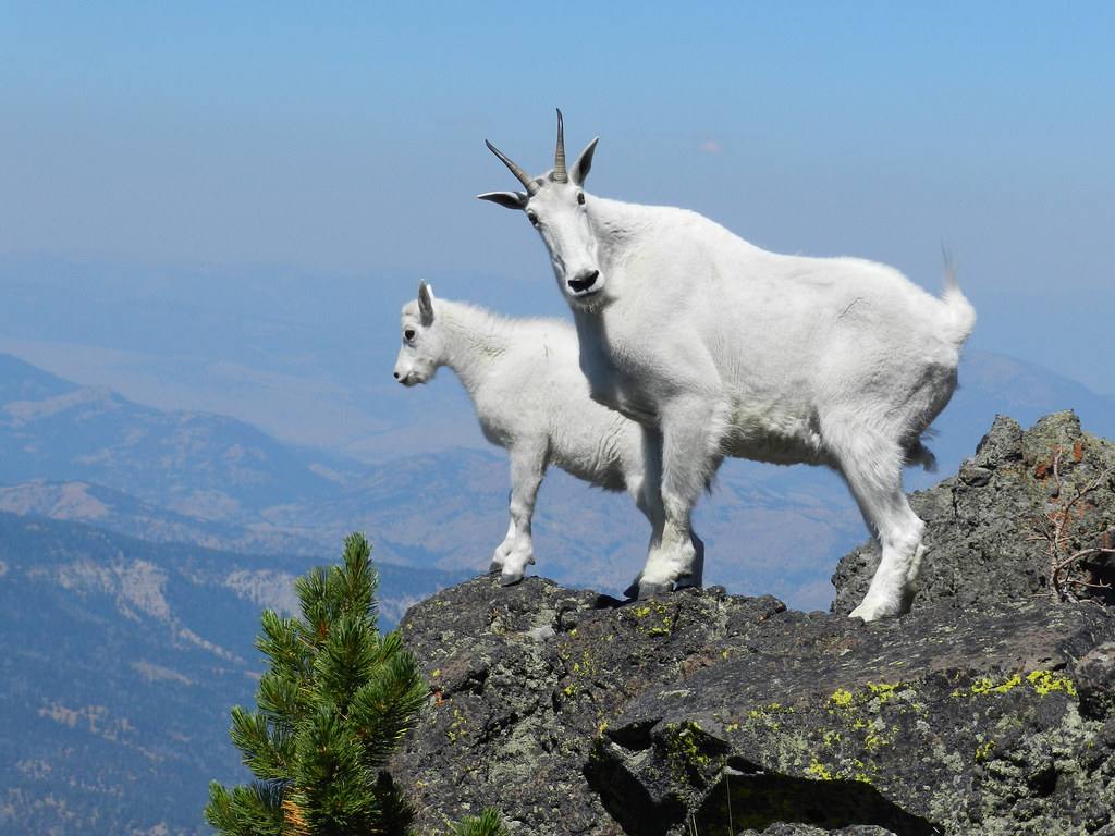 Capricorn Daily Horoscope Today
