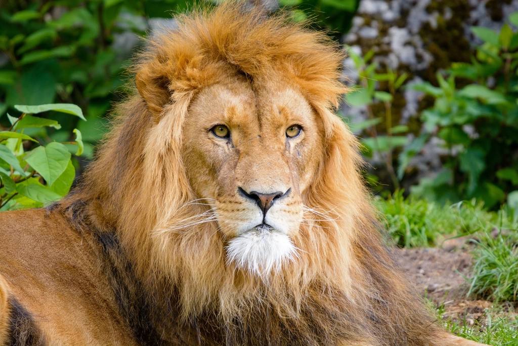 Leo Daily Horoscope Today