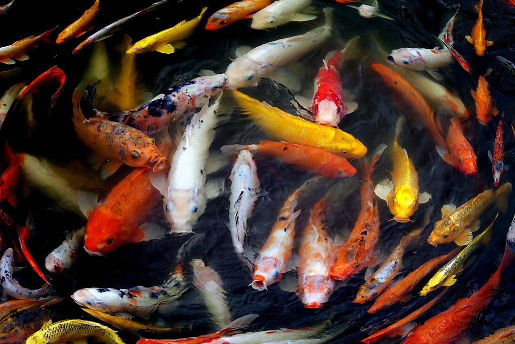 Pisces Daily Horoscope Today