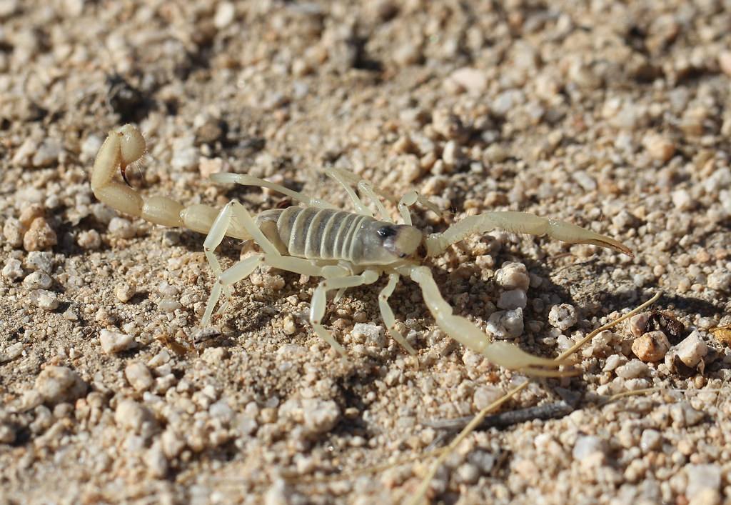 Scorpio Daily Horoscope Today