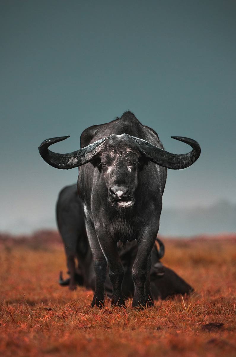 Taurus Daily Horoscope Today